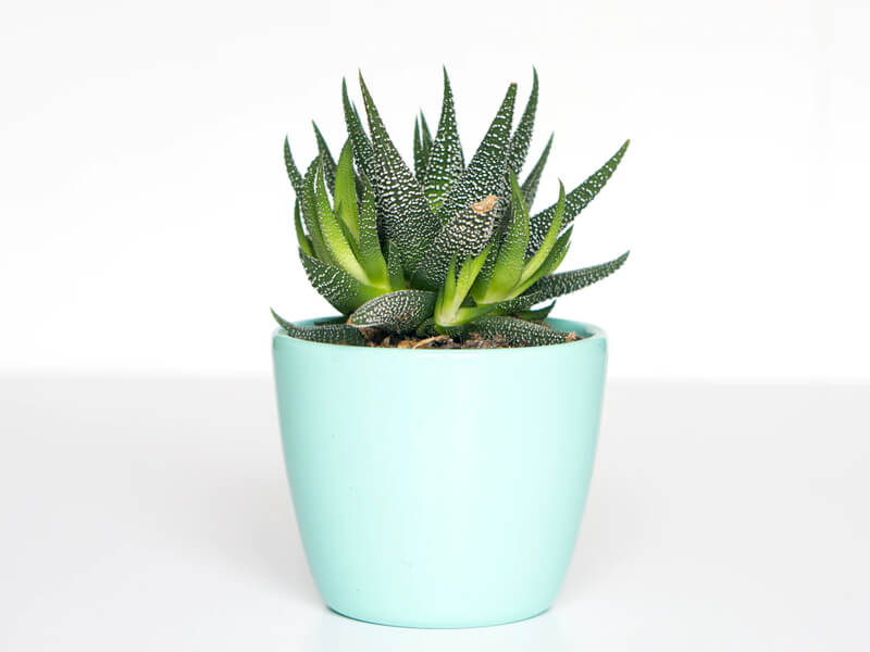 Assistance Soguicomic